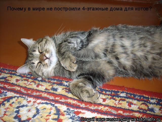 Почему в мире не построили 4-этажные дома для котов?... Котоматрица: Почему в мире не построили 4-этажные дома для котов?