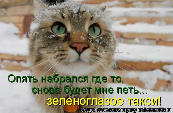 Котоматрица: зеленоглазое такси! Опять набрался где то, снова будет мне петь...