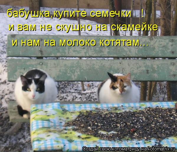 Котоматрица: бабушка,купите семечки   ! и вам не скушно на скамейке  и нам на молоко котятам...