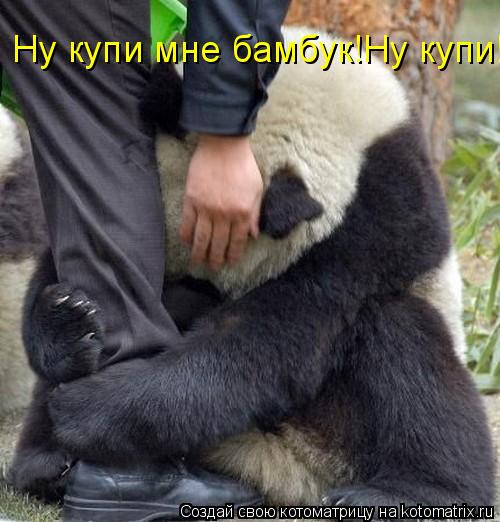 Ну купи мне бамбук!Ну купи!... Котоматрица: Ну купи мне бамбук!Ну купи!
