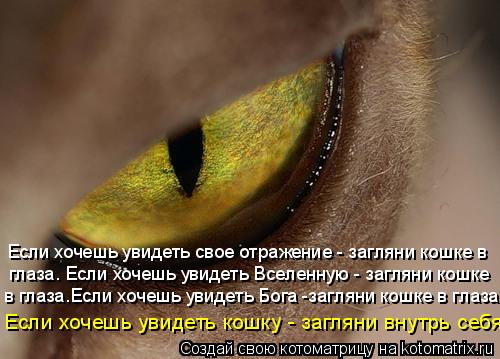Если хочешь увидеть свое отражение - загляни кошке в глаза. Если хочешь увидеть Вселенную - загляни к... Котоматрица: Если хочешь увидеть свое отражение - загляни кошке в глаза. Если хочешь увидеть Вселенную - загляни кошке в глаза.Если хочешь увидеть Бога -з