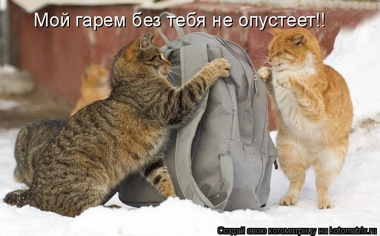 Мой гарем без тебя не опустеет!!... Котоматрица: Мой гарем без тебя не опустеет!!