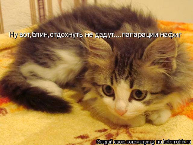 Котоматрица: Ну вот,блин,отдохнуть не дадут....папарации нафиг