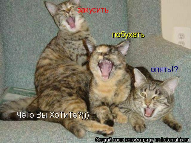 Котоматрица: закусить побухать опять!? ЧеГо Вы ХоТиТе?)))