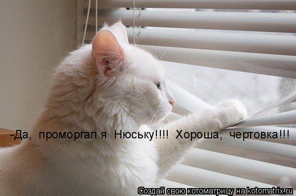 Котоматрица: -Да,  проморгал я  Нюську!!!!  Хороша,  чертовка!!!