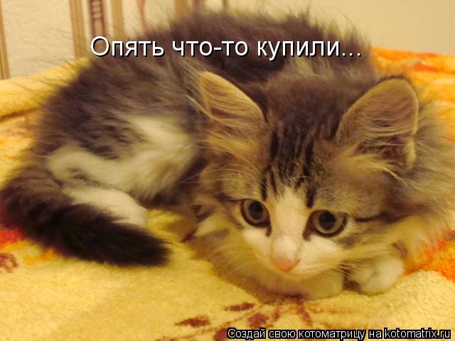 Котоматрица: Опять что-то купили...