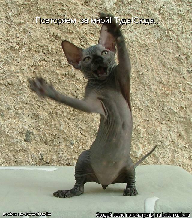 Котоматрица: Повторяем  за мной! Туда!Сюда...