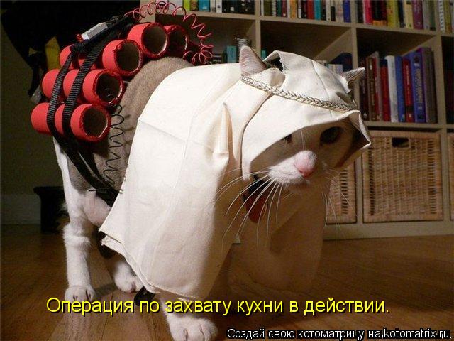 Операция по захвату кухни в действии.... Котоматрица: Операция по захвату кухни в действии.