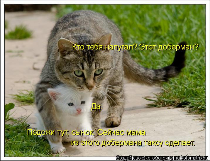 Кто тебя напугал? Этот доберман? Да. Подожи тут, сынок. Сейчас мама из этого добермана таксу сделает... Котоматрица: Кто тебя напугал? Этот доберман? Да. Подожи тут, сынок. Сейчас мама из этого добермана таксу сделает.