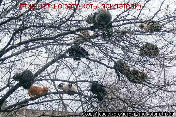 Котоматрица: птиц нет, но зато коты прилетели)