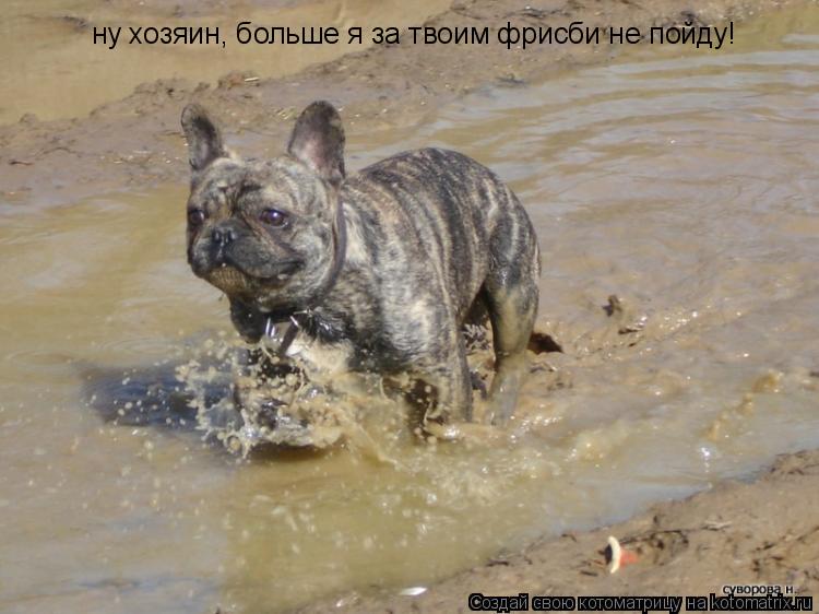 ну хозяин, больше я за твоим фрисби не пойду!... Котоматрица: ну хозяин, больше я за твоим фрисби не пойду!