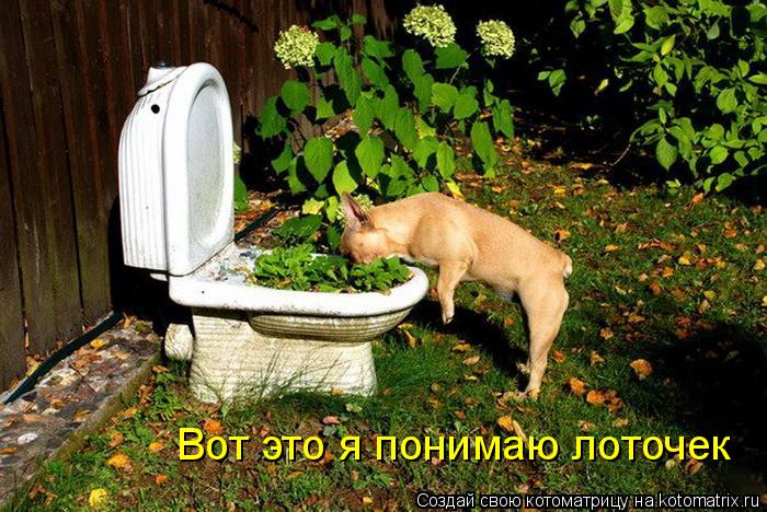 Вот это я понимаю лоточек... Котоматрица: Вот это я понимаю лоточек