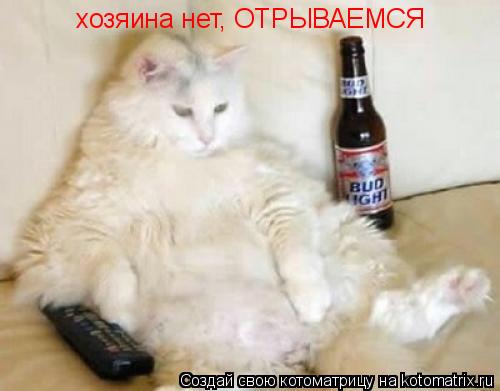 хозяина нет, ОТРЫВАЕМСЯ... Котоматрица: хозяина нет, ОТРЫВАЕМСЯ