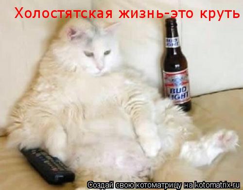 Котоматрица: Холостятская жизнь-это круть