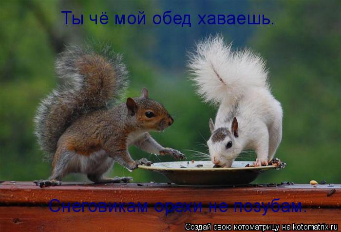 Котоматрица: Ты чё мой обед хаваешь. Снеговикам орехи не позубам.