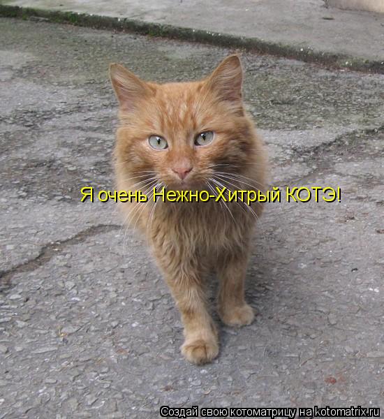 Котоматрица: Я очень Нежно-Хитрый КОТЭ!
