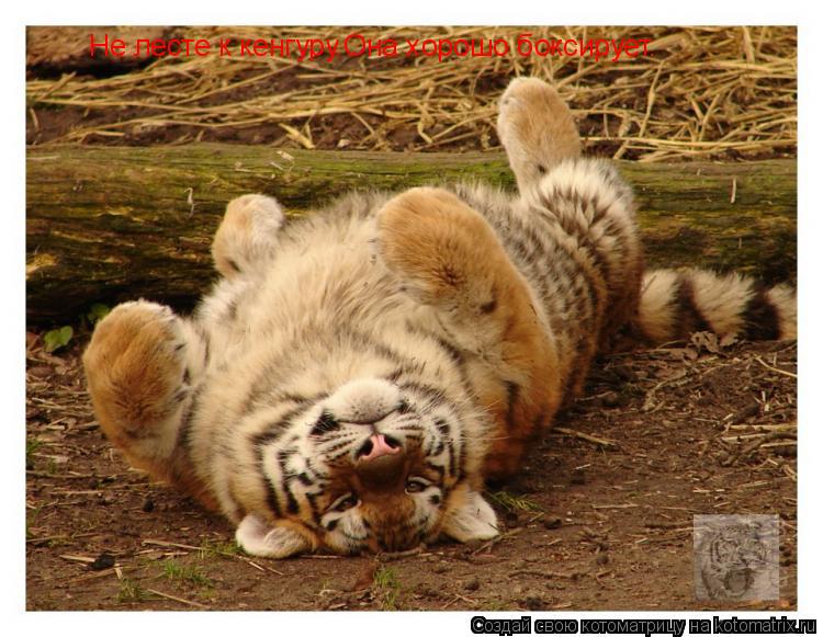 Котоматрица: Не лесте к кенгуру.Она хорошо боксирует.