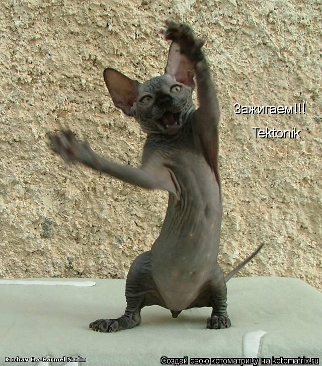 Котоматрица: Зажигаем!!!  Tektonik