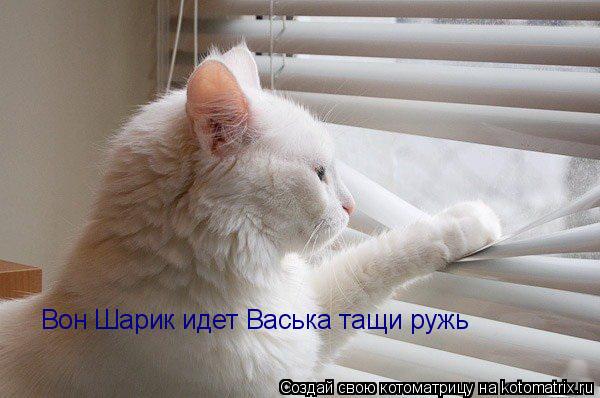 Вон Шарик идет Васька тащи ружьє... Котоматрица: Вон Шарик идет Васька тащи ружьє