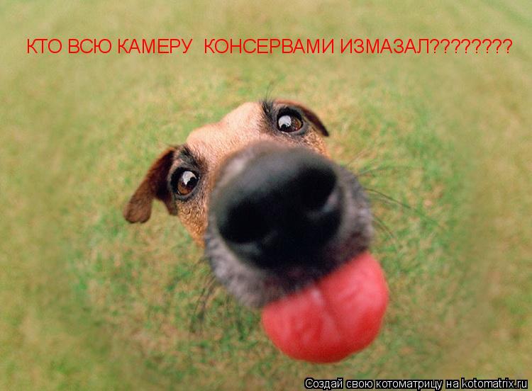КТО ВСЮ КАМЕРУ КОНСЕРВАМИ ИЗМАЗАЛ????????... Котоматрица: КТО ВСЮ КАМЕРУ КОНСЕРВАМИ ИЗМАЗАЛ????????