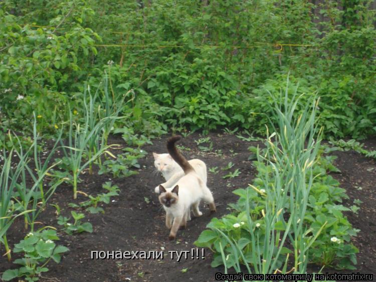 Котоматрица: понаехали тут!!!