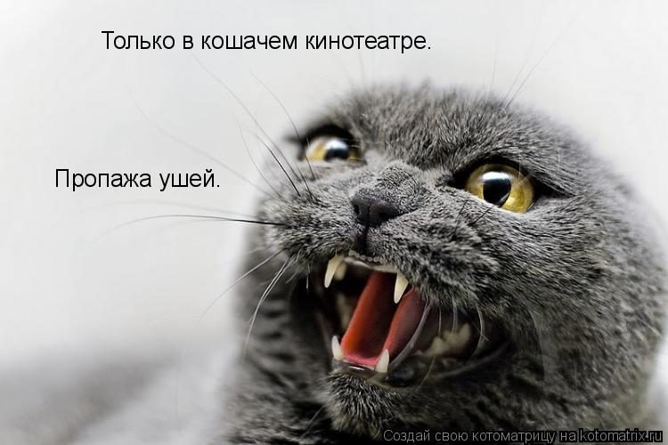 Котоматрица: Только в кошачем кинотеатре. Пропажа ушей.