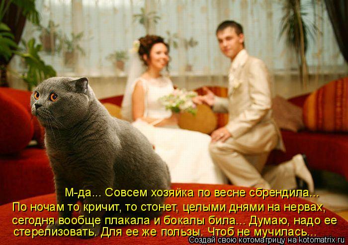 Котоматрица: М-да... Совсем хозяйка по весне сбрендила... По ночам то кричит, то стонет, целыми днями на нервах,  По ночам то кричит, то стонет, целыми днями н