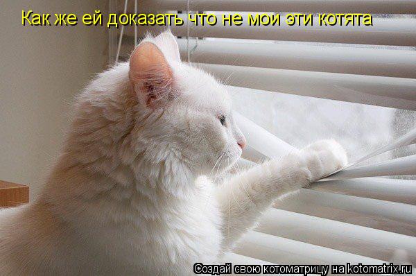 Котоматрица: Как же ей доказать что не мои эти котята