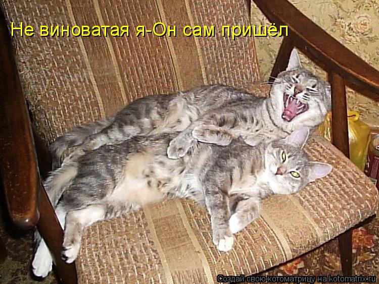 Котоматрица: Не виноватая я-Он сам пришёл