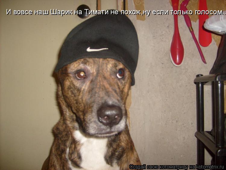 Котоматрица: И вовсе наш Шарик на Тимати не похож,ну если только голосом...