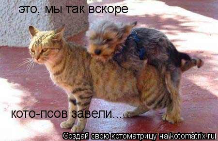 Котоматрица: это, мы так вскоре кото-псов завели...