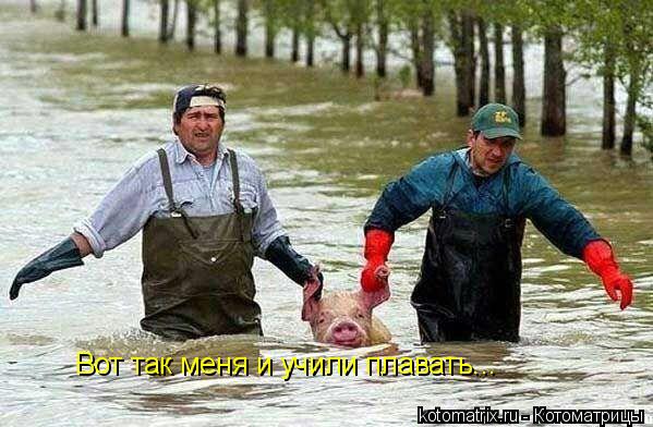 Котоматрица: Вот так меня и учили плавать...