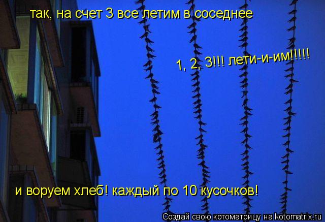 Котоматрица: так, на счет 3 все летим в соседнее и воруем хлеб! каждый по 10 кусочков! 1, 2, 3!!! лети-и-им!!!!!