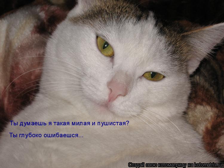 Котоматрица: Ты думаешь я такая милая и пушистая? Ты глубоко ошибаешся...