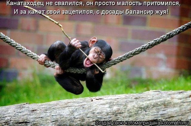 Котоматрица: Канатаходец не свалился, он просто малость притомился, И за канат свой зацепился, с досады балансир жуя!