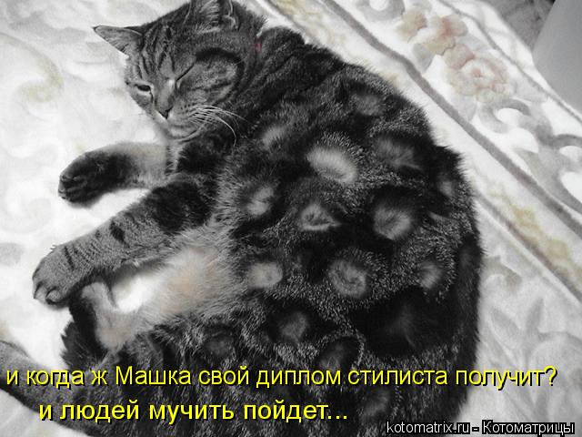и когда ж Машка свой диплом стилиста получит? и людей мучить пойдет...... Котоматрица: и когда ж Машка свой диплом стилиста получит? и людей мучить пойдет...