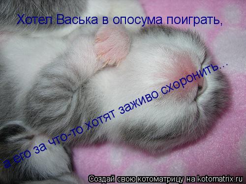 Хотел Васька в опосума поиграть, а его за что-то хотят заживо схоронить...... Котоматрица: Хотел Васька в опосума поиграть, а его за что-то хотят заживо схоронить...