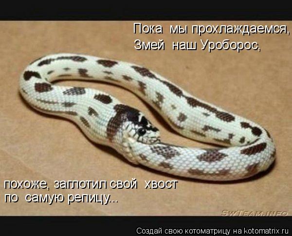 Пока мы прохлаждаемся, Змей наш Уроборос, похоже, заглотил свой хвост по самую репицу...... Котоматрица: Пока мы прохлаждаемся, Змей наш Уроборос, похоже, заглотил свой хвост по самую репицу...
