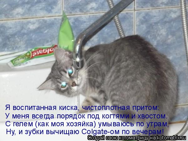 Я воспитанная киска, чистоплотная притом: У меня всегда порядок под когтями и хвостом. С гелем (как м... Котоматрица: Я воспитанная киска, чистоплотная притом: У меня всегда порядок под когтями и хвостом. С гелем (как моя хозяйка) умываюсь по утрам, Ну, и зубк