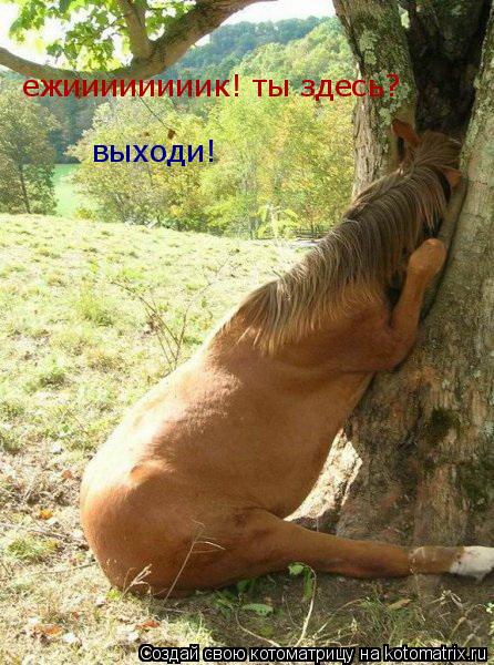 Котоматрица: ежиииииииик! ты здесь? выходи!
