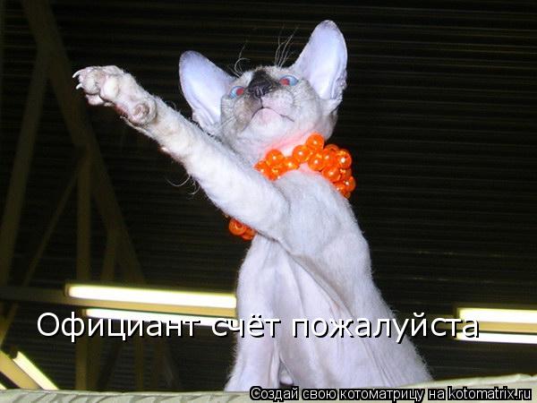Котоматрица: Официант счёт пожалуйста