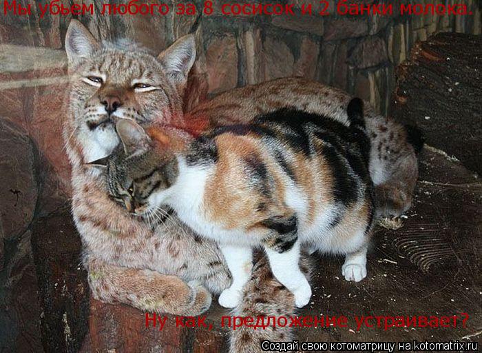 Котоматрица: Мы убьем любого за 8 сосисок и 2 банки молока.  Ну как, предложение устраивает?