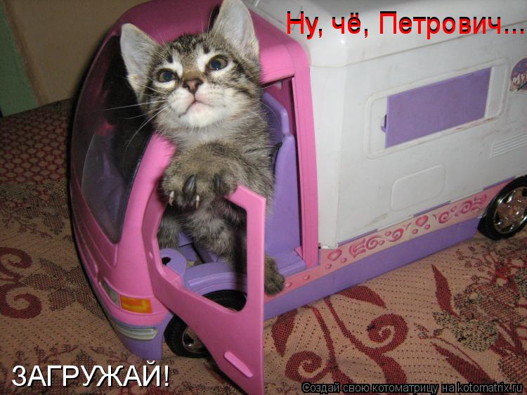 Котоматрица: Ну, чё, Петрович... Ну, чё, Петрович... ЗАГРУЖАЙ!