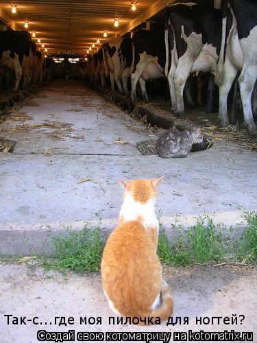 Так-с...где моя пилочка для ногтей?... Котоматрица: Так-с...где моя пилочка для ногтей?