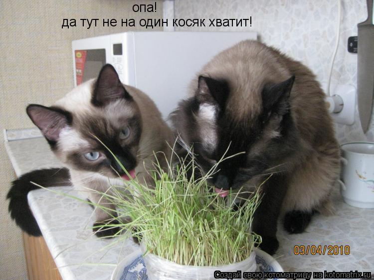 опа! да тут не на один косяк хватит!... Котоматрица: опа! да тут не на один косяк хватит!