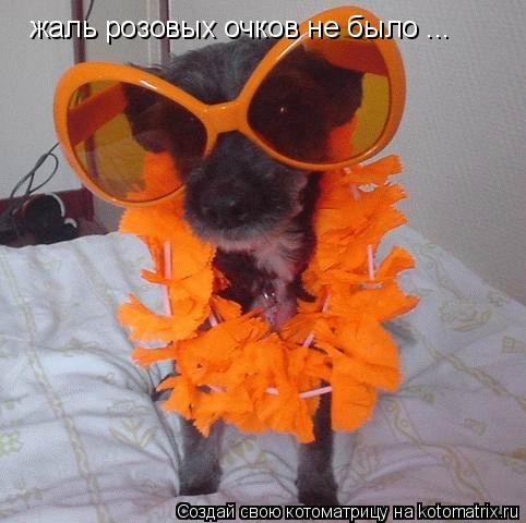 жаль розовых очков не было ...... Котоматрица: жаль розовых очков не было ...