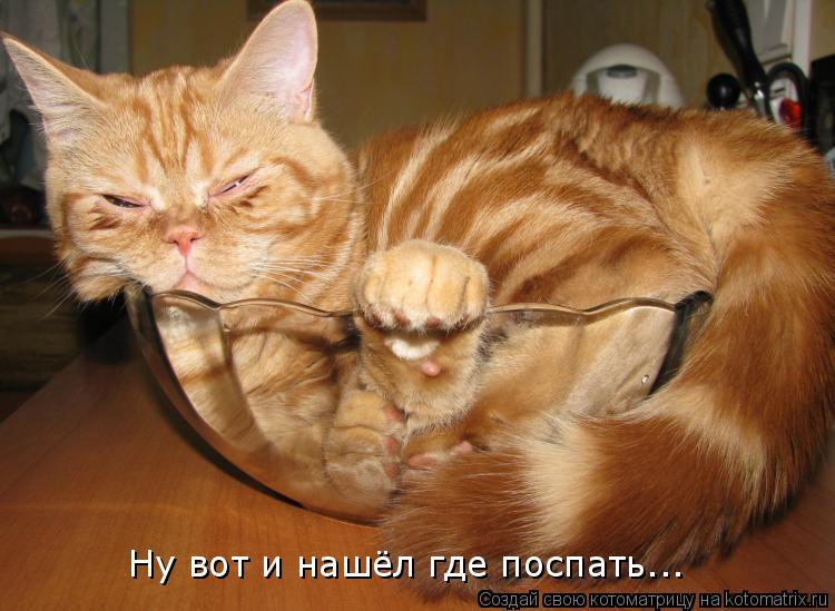 Ну вот и нашёл где поспать...... Котоматрица: Ну вот и нашёл где поспать...