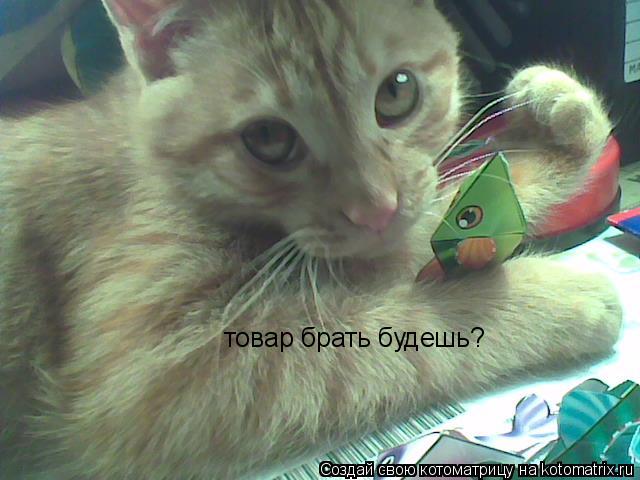 товар брать будешь?... Котоматрица: товар брать будешь?