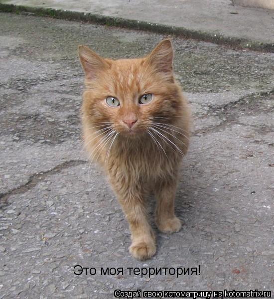 Это моя территория!... Котоматрица: Это моя территория!