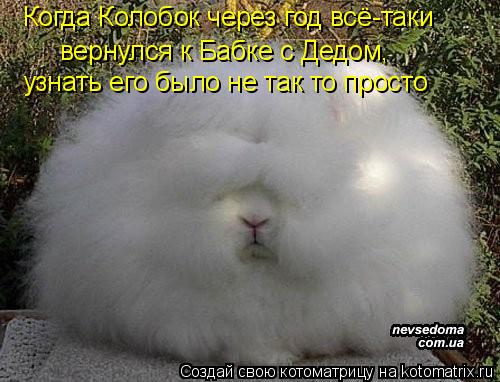 Когда Колобок через год всё-таки вернулся к Бабке с Дедом, узнать его было не так то просто... Котоматрица: Когда Колобок через год всё-таки вернулся к Бабке с Дедом, узнать его было не так то просто